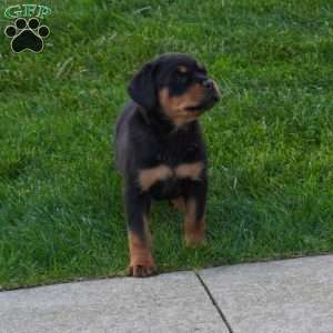 Sage, Rottweiler Puppy